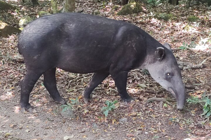 Rincon de la vieja volcano hike + hot springs volcanic mud - Photo 1 of 6